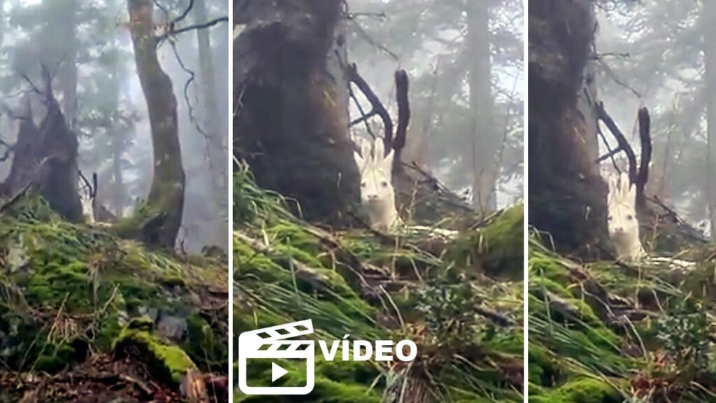 albino corzo en un entorno natural