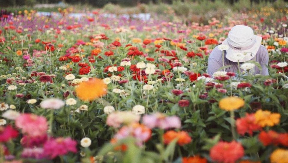 Qué beneficios y características tiene la flor de Córdoba café