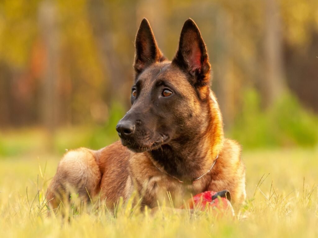 Dónde encontrar un criadero de Pastor Belga Malinois de confianza 3 Dónde encontrar un criadero de Pastor Belga Malinois de confianza